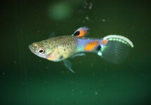 Guppy Endler