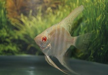 SKALAR MARMOR ALBINO