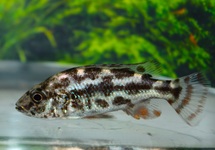MALAWI CICHLIDE POLYSTIGMA