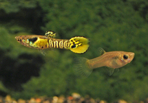 GUPPY ENDLER TIGER (MÂLE)
