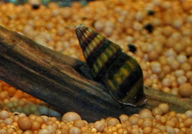 SCHNECKENFRESSENDE SCHNECKE