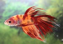 KEMPVIS CROWNTAIL NEMO MAN