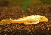 ZEILVINALGENETER ALBINO