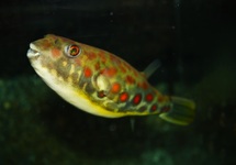 CROSS RIVER KUGELFISCH