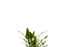 Cryptocoryne willissii in pot (p5)