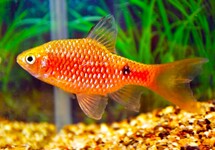 PRACHTBARBEEL SLUIER