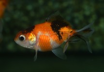 FANTAIL PEARLSCALE CALICO