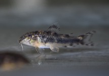 ASPIDORAS SPILOTUS