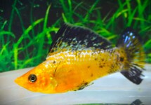 SAILFIN MOLLY LEOPARD