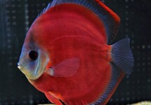 DISCUS RED COVER