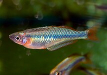 ALLENI RAINBOWFISH