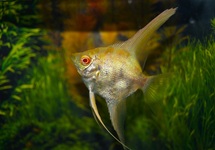 SCALAIRE SUNRISE ALBINO