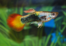 GUPPY NEON SUNSET MALE