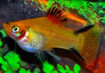 PLATY GELB VICTORY