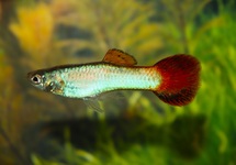 GUP CORAL RED TAIL MAN