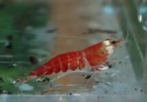CREVETTE SANTA ROUGE