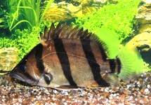 Perch