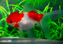 SLUIER LEEUWENKOP ROOD/WIT