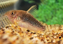 PALESPOTTED CORY