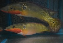 Crenicichla & Cichla