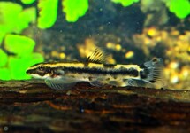 YAOSHANIA PACHYCHILUS Type 2