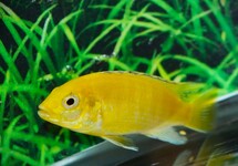 MALAWI CICHLIDE GEEL