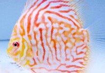 S. AEQUIFASCIATUS WHITE TIGER S