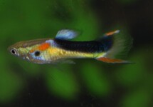 GUPPY ENDLER HALF TUXEDO GELB MANN