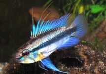 THREE-STRIPED APISTO