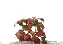 Fittonia rood in pot (p5)