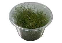 Eleocharis minima in vitro cup