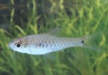 BARBUS PARVUS