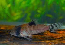 CORYDORAS OIAPOQUENSIS