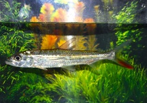 POISSON TIGRE FORSKAHLII
