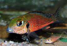 TANGANYIKA GROOTOOG ZANDCICHLIDE