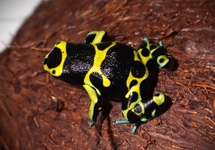 BIJENGIFKIKKER CERRO AUTANA