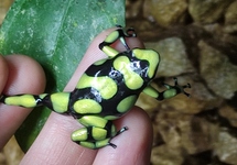 DENDROBATE CAPURGANA