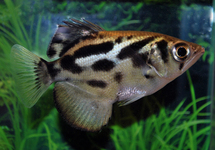 ZEBRA ARCHERFISH