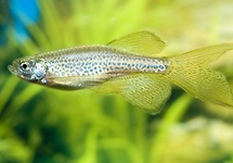 LEOPARDBÄRBLING SCHLEIER