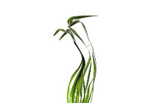 Vallisneria giganthea rubra in pot (p5)