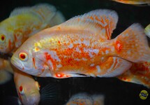 OSCAR ALBINO