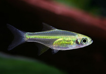 GROENE RASBORA