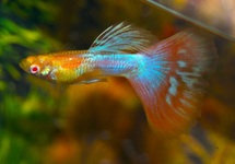 GUPPY TUXEDO ROUGE (FEMELLE) 