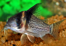 CORYDORAS À POINTS BLEUS