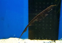 POISSON COUTEAU ROSTRATUS