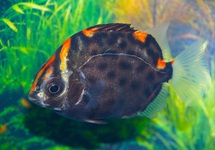 SCATOPHAGUS ARGUS RED M