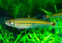 IGUANODECTES SPILURUS