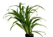 Chlorophytum bichetii in pot (p5)