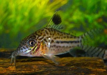 CORYDORAS LEOPARDUS