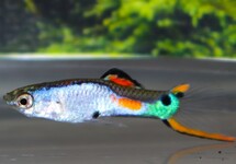ENDLER'S GUPPY SILVERADO (M/F)
